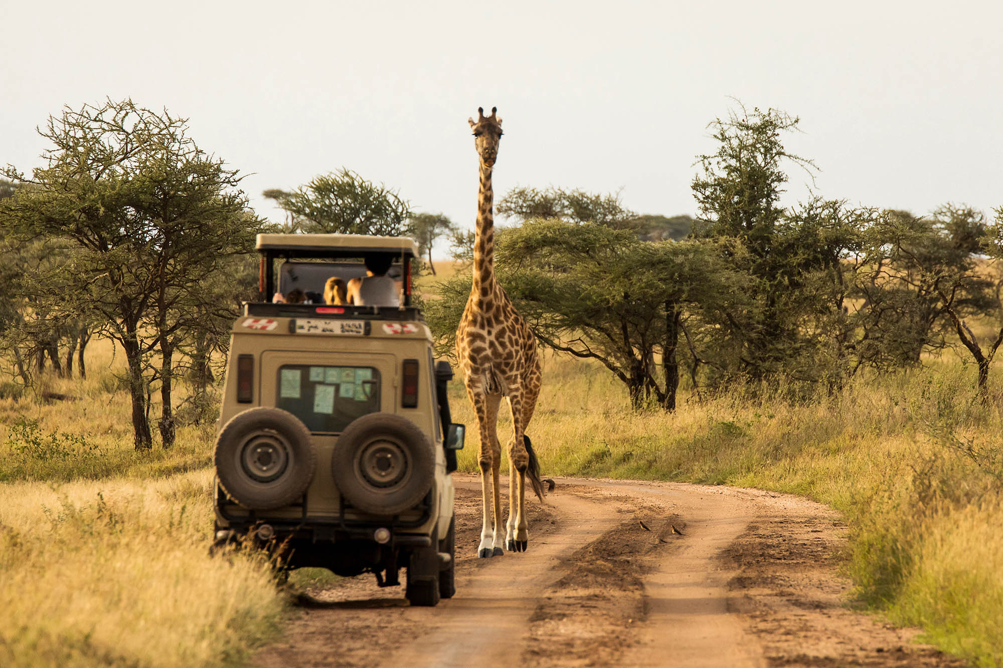 Girraffe